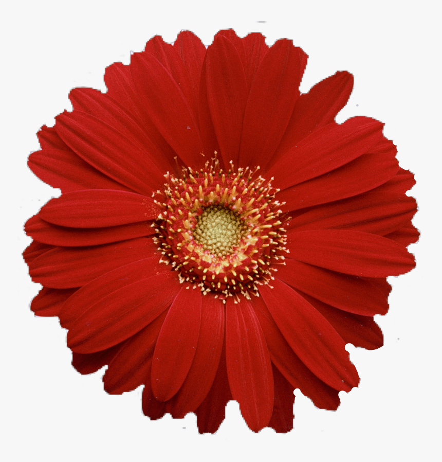 #interesting #flower #flowerpng #png #red #redflower - Red Gerbera Daisy Png, Transparent Png, Free Download