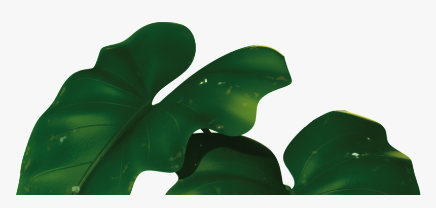 Transparent For Banana Leaves - Banana Leaf Png, Png Download, Free Download