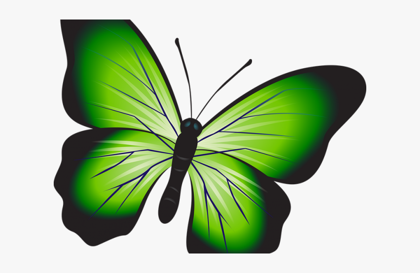 Butterfly , Png Download, Transparent Png, Free Download