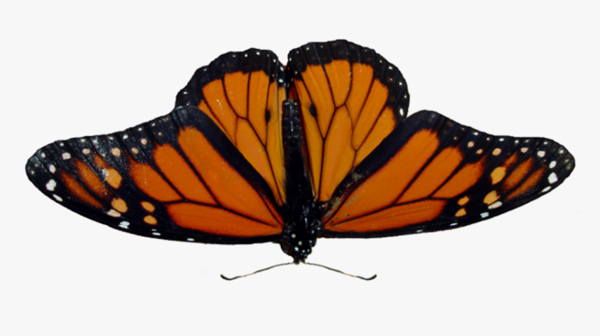 High Resolution Image Monarch Butterfly, HD Png Download, Free Download