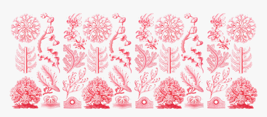 11oz Mug Haeckel Pink Floridae - Ernst Haeckel, HD Png Download, Free Download