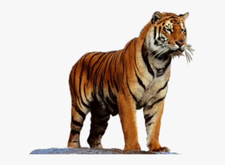 Tiger High Resolution Png, Transparent Png, Free Download