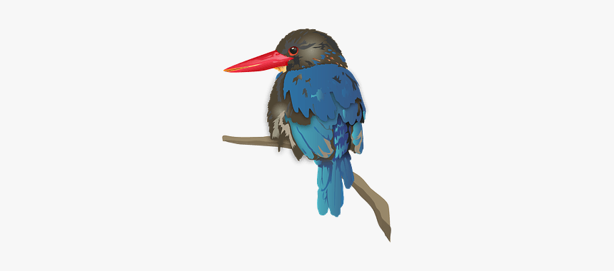 Java Kingfisher Bird Clipart - Coraciiformes, HD Png Download, Free Download