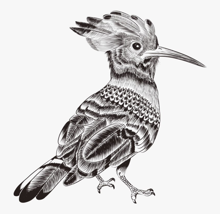 Australian Drawing Kingfisher - Drawing Pictures Pencil Birds, HD Png Download, Free Download