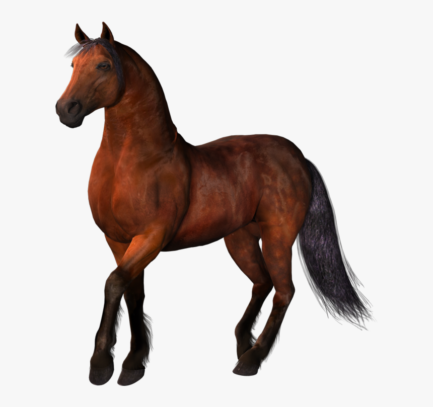 Thumb Image - Brown Horse Png, Transparent Png, Free Download