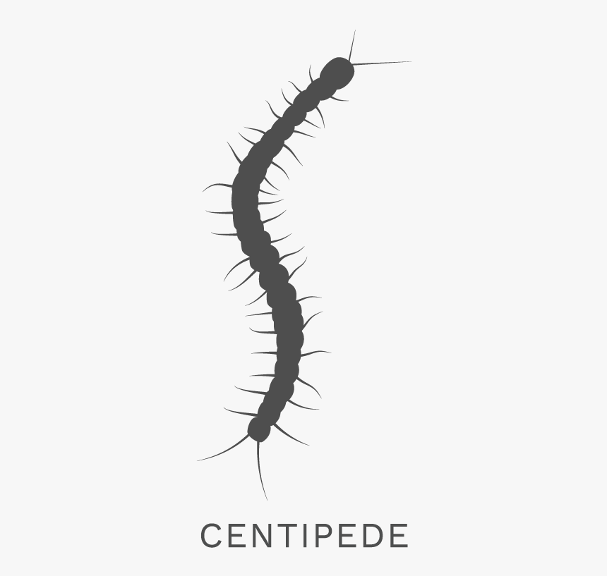 Millipede Clipart Missouri Centipede - Millipedes, HD Png Download, Free Download