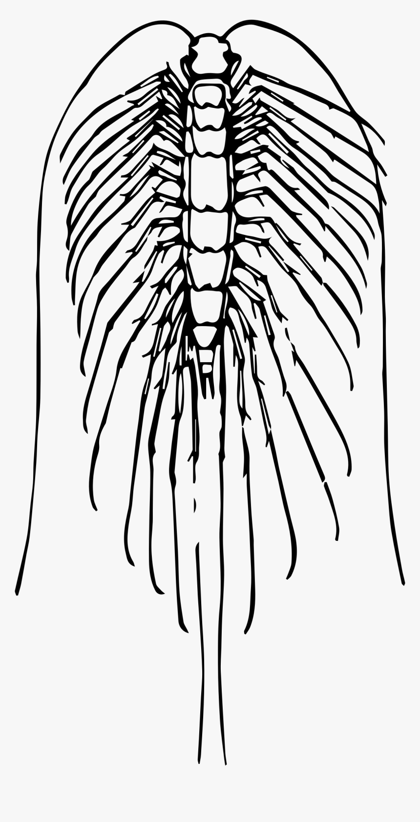 Centipede Clip Arts - Centipedes, HD Png Download, Free Download