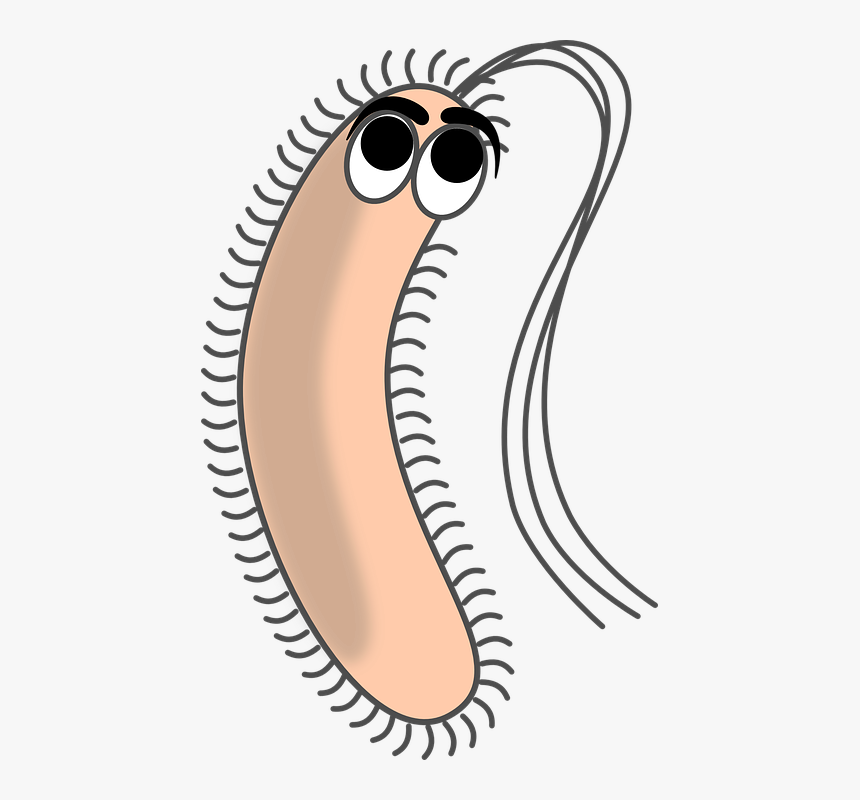Bacteria Png - Bacteria Cartoon, Transparent Png, Free Download