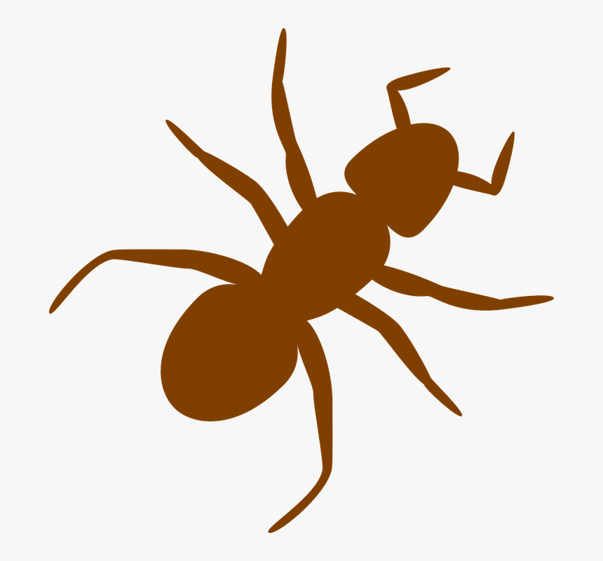 Transparent Centipede Clipart - Transparent Background Ant Clipart, HD Png Download, Free Download