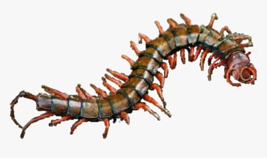 #centipede #ftestickers #freetoedit - Millipedes, HD Png Download, Free Download