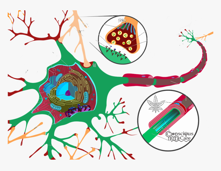 Follow Us On Facebook , Png Download - Neuron Cell Diagram, Transparent Png, Free Download