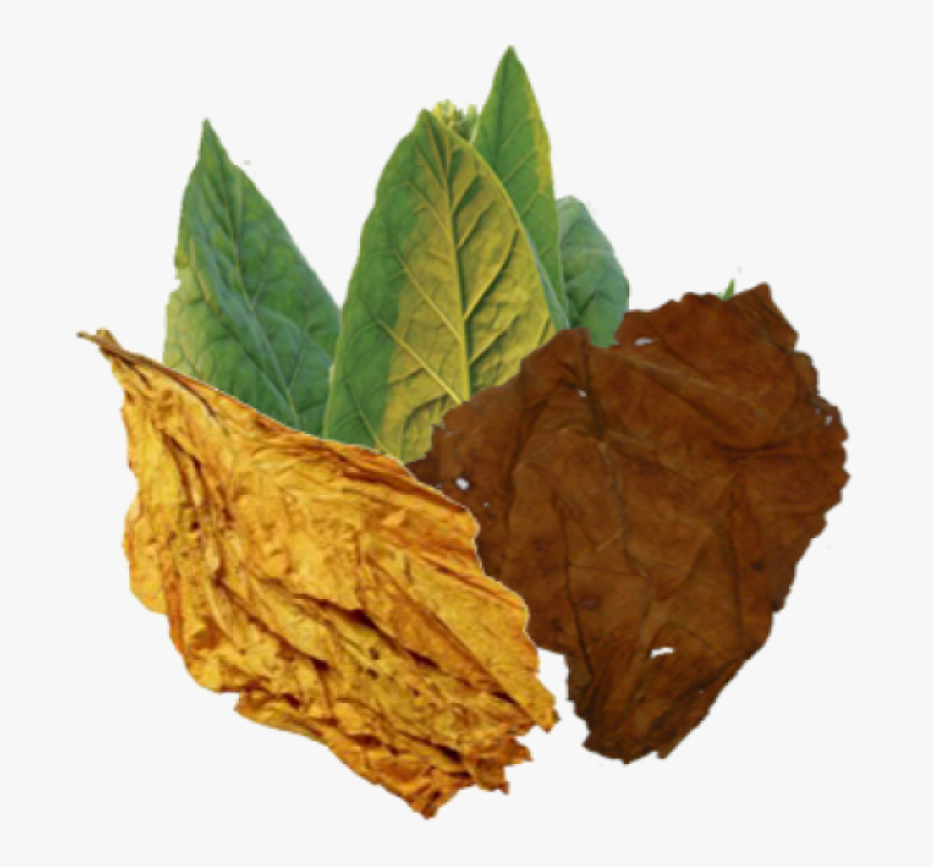 Tobacco Png Image - Tobacco Blend, Transparent Png, Free Download