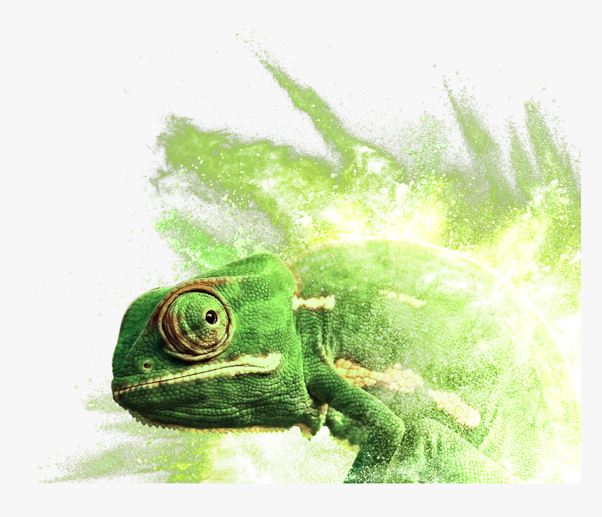 Common Chameleon , Png Download - Common Chameleon, Transparent Png, Free Download