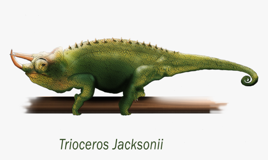 Picture Library Library Jackson S Chameleon Digital - Jackson's Chameleon Png, Transparent Png, Free Download