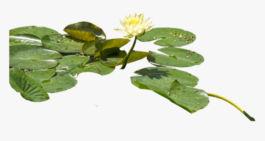 Water Lily Png Transparent Images, Png Download, Free Download