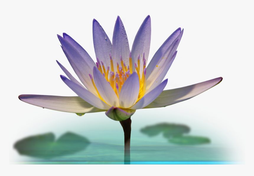 Water Lily Png , Png Download - Sacred Lotus, Transparent Png, Free Download