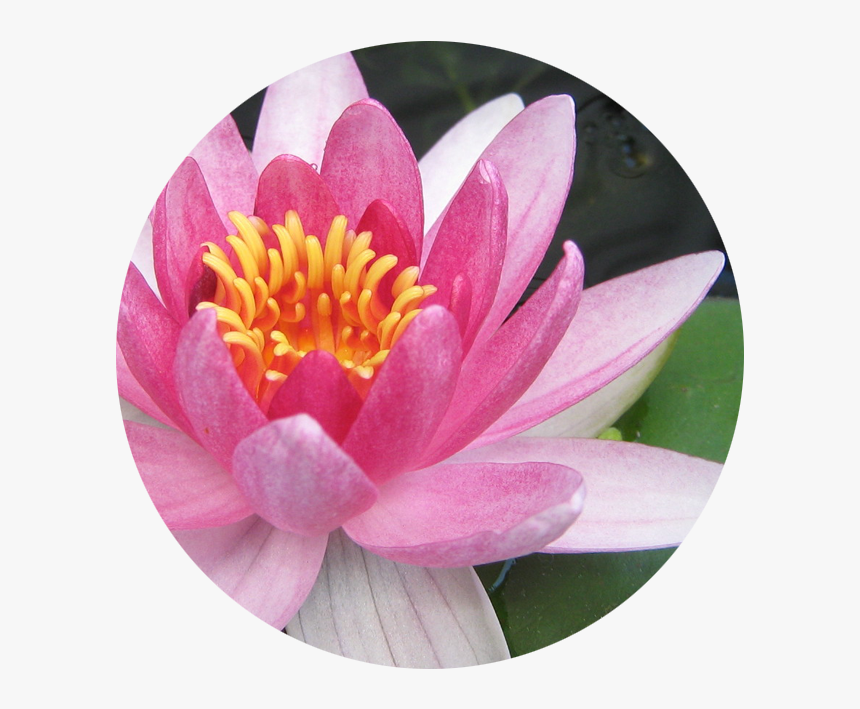 July Water Lily - Freshwater Water Lily, HD Png Download, Free Download