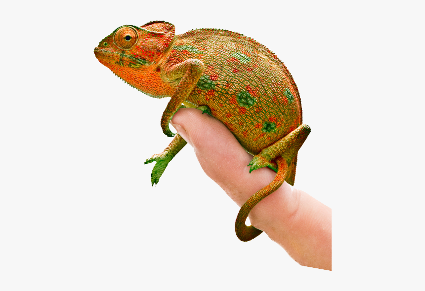 Common Chameleon, HD Png Download, Free Download