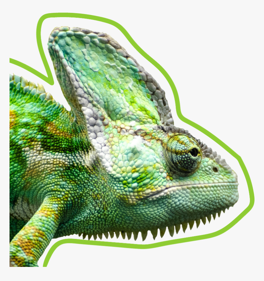 Wonderful Dream"s Exotic Reptile Animal, , Png Download - 360 Degree Chameleon Vision, Transparent Png, Free Download