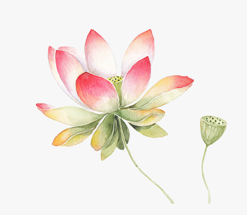 Drawing Chinese Water Lily - Lotus Drawing Water Color, HD Png Download, Free Download