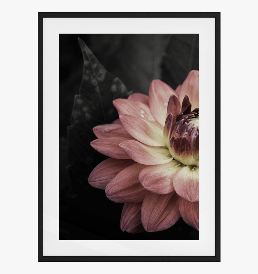 The Water Lily Print - Dahlia, HD Png Download, Free Download