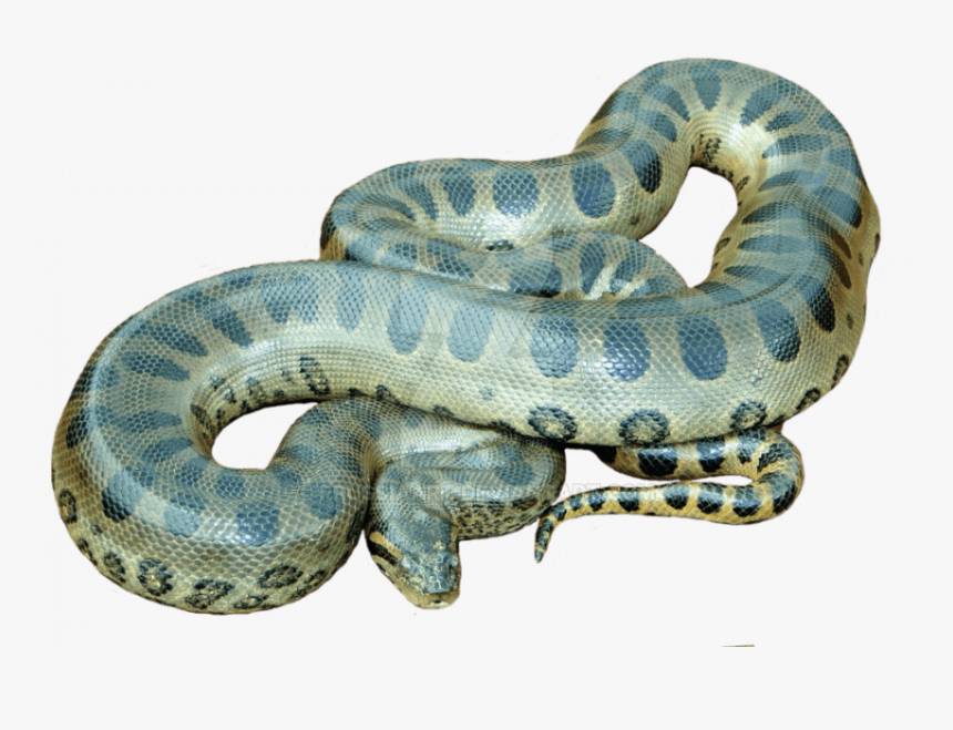 Giant Anaconda Snake Png, Transparent Png, Free Download