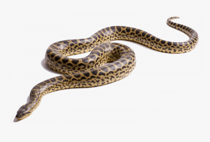 Anaconda Snake Png, Transparent Png, Free Download