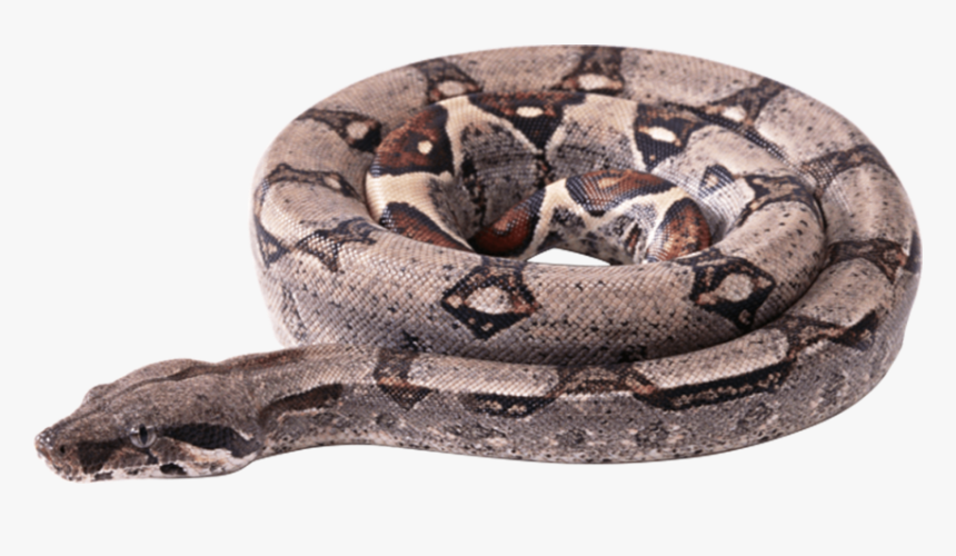Serpent Png, Transparent Png, Free Download