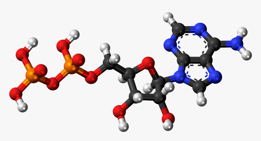 Adenosine Diphosphate 3d Balls - Adenosine Monophosphate 3d, HD Png Download, Free Download