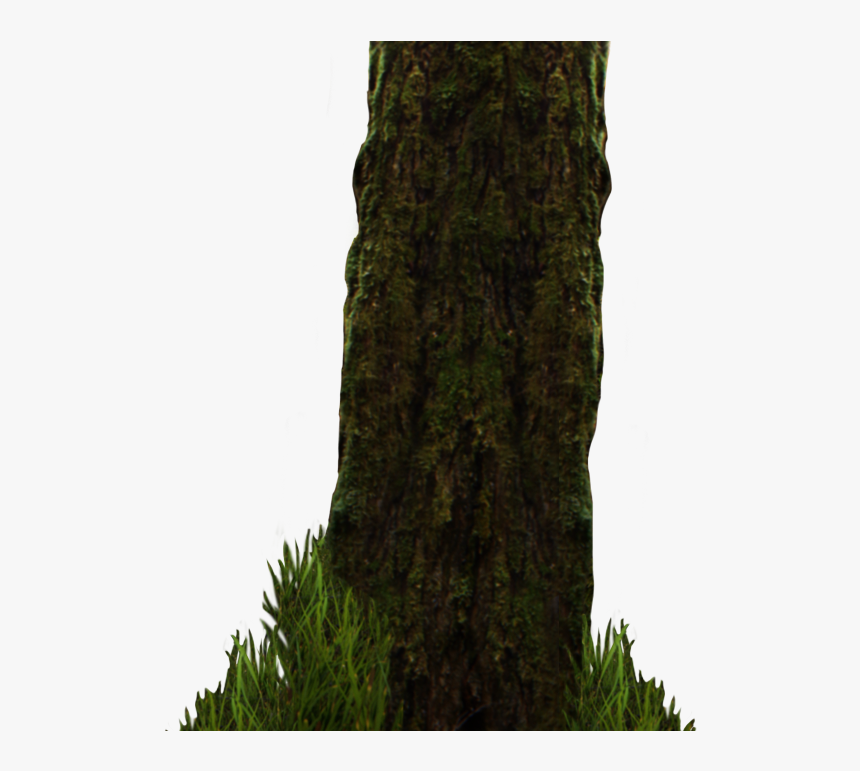 Png Image Information - Pond Pine, Transparent Png, Free Download