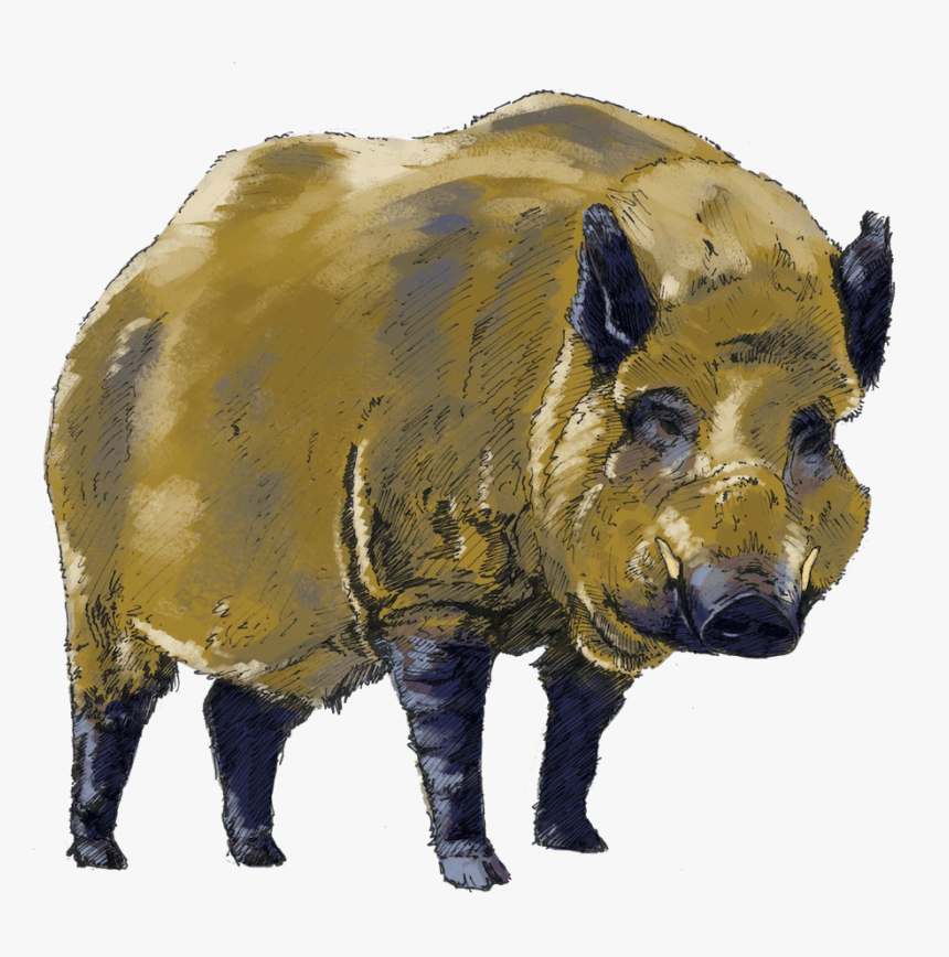 Uk Safari , Png Download, Transparent Png, Free Download