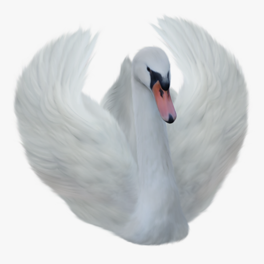 Swan Png Transparent Background, Png Download, Free Download
