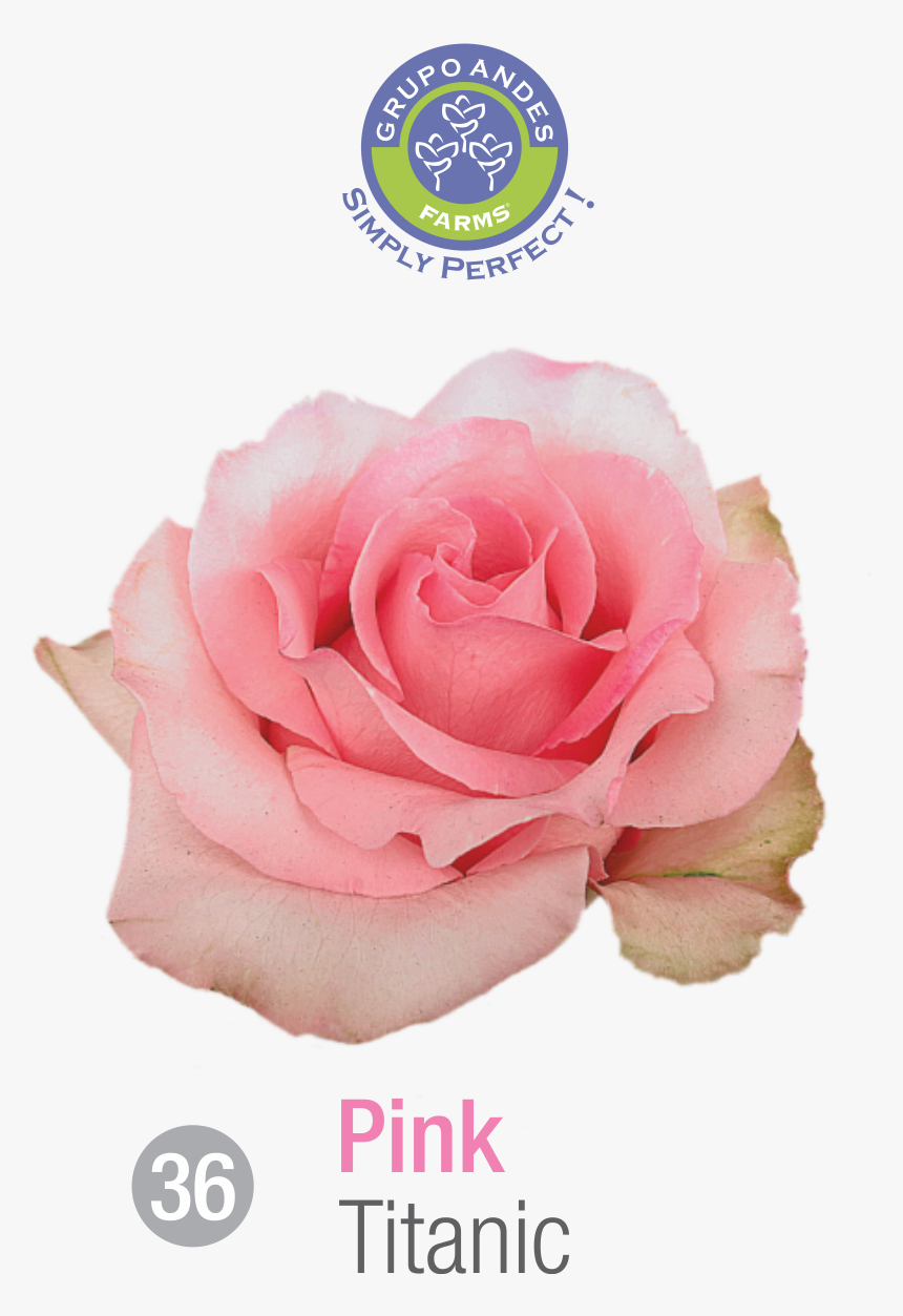 Rosa Variedad Titanic, HD Png Download, Free Download