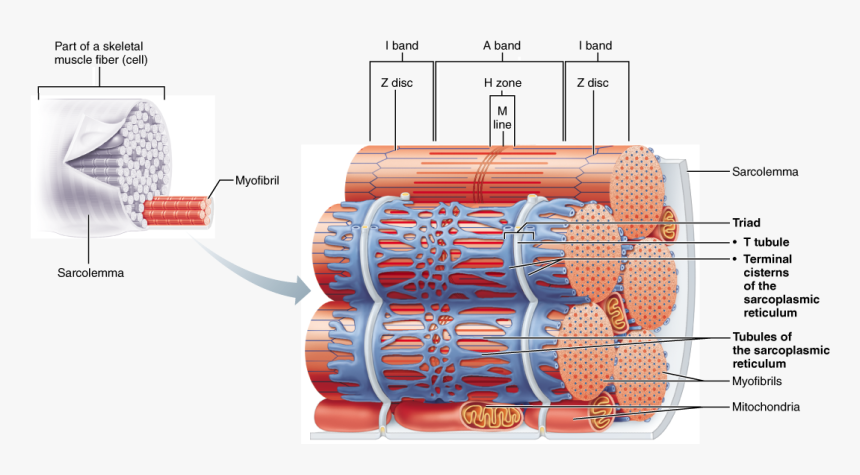 Skeletal Muscle Neuromuscular Junction, Skeletal Muscle, - Relationship Of The Sarcoplasmic Reticulum And T Tubules, HD Png Download, Free Download