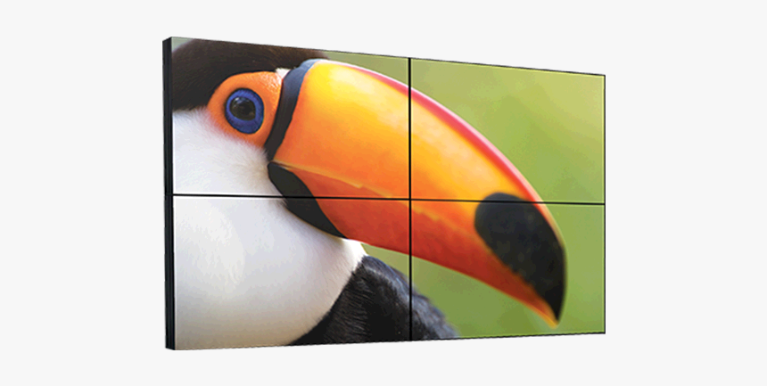 Toucan, HD Png Download, Free Download