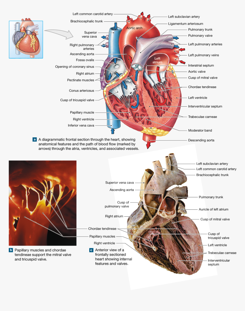 Transparent Anatomical Heart Png - Anatomy Of Heart, Png Download, Free Download