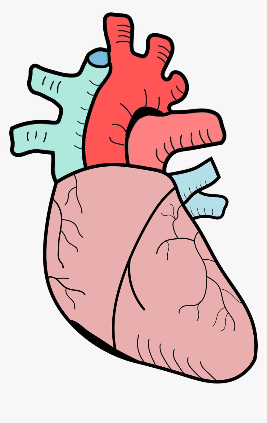 Biology Heart Png, Transparent Png, Free Download