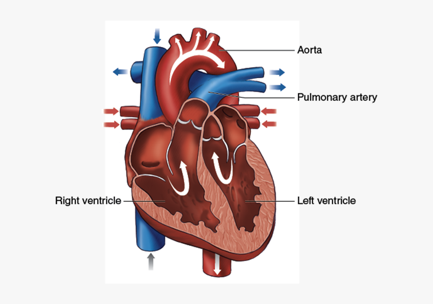 1 Blood Flows Through The Chambers Of The Heart - Head And Upper Extremity Of Heart, HD Png Download, Free Download