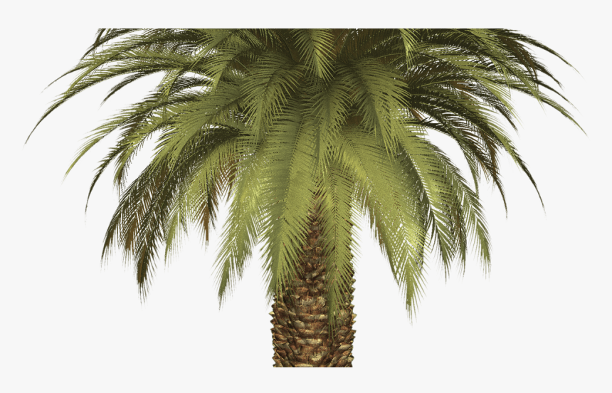 15 Palm Tree Png Clipart For Free Download On Mbtskoudsalg - Palm Tree, Transparent Png, Free Download