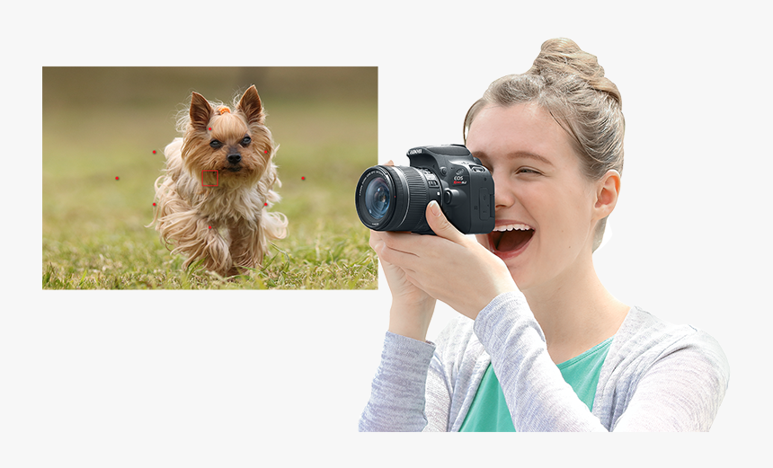 Yorkshire Terrier, HD Png Download, Free Download