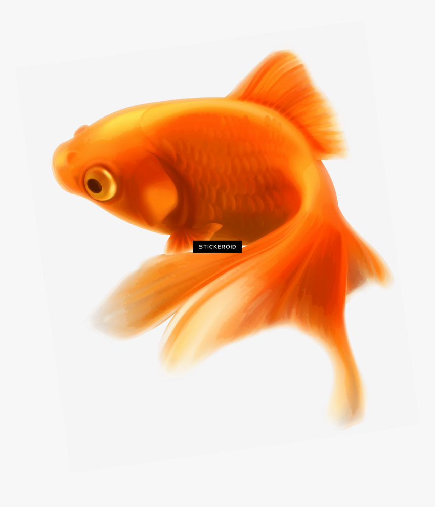 Ocean Fish Pic - Portable Network Graphics, HD Png Download, Free Download