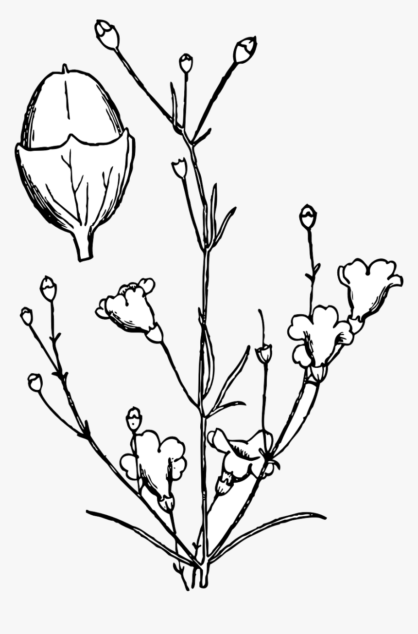 Flower Bush Png, Transparent Png, Free Download