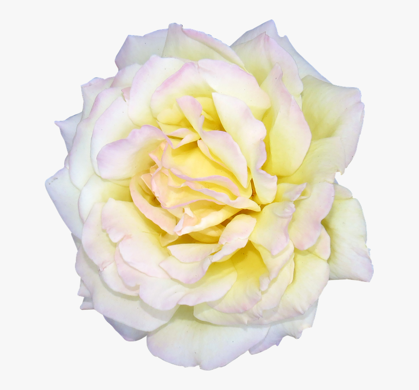 Transparent White Rose Bush Png - Garden Roses, Png Download, Free Download