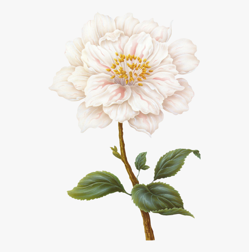 Flower - White Flower Illustration, HD Png Download, Free Download