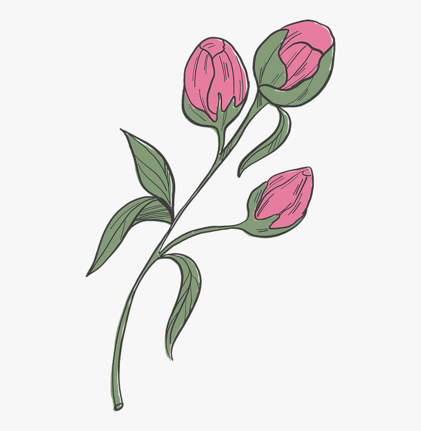 Peonies Clipart - Tulipa Humilis, HD Png Download, Free Download