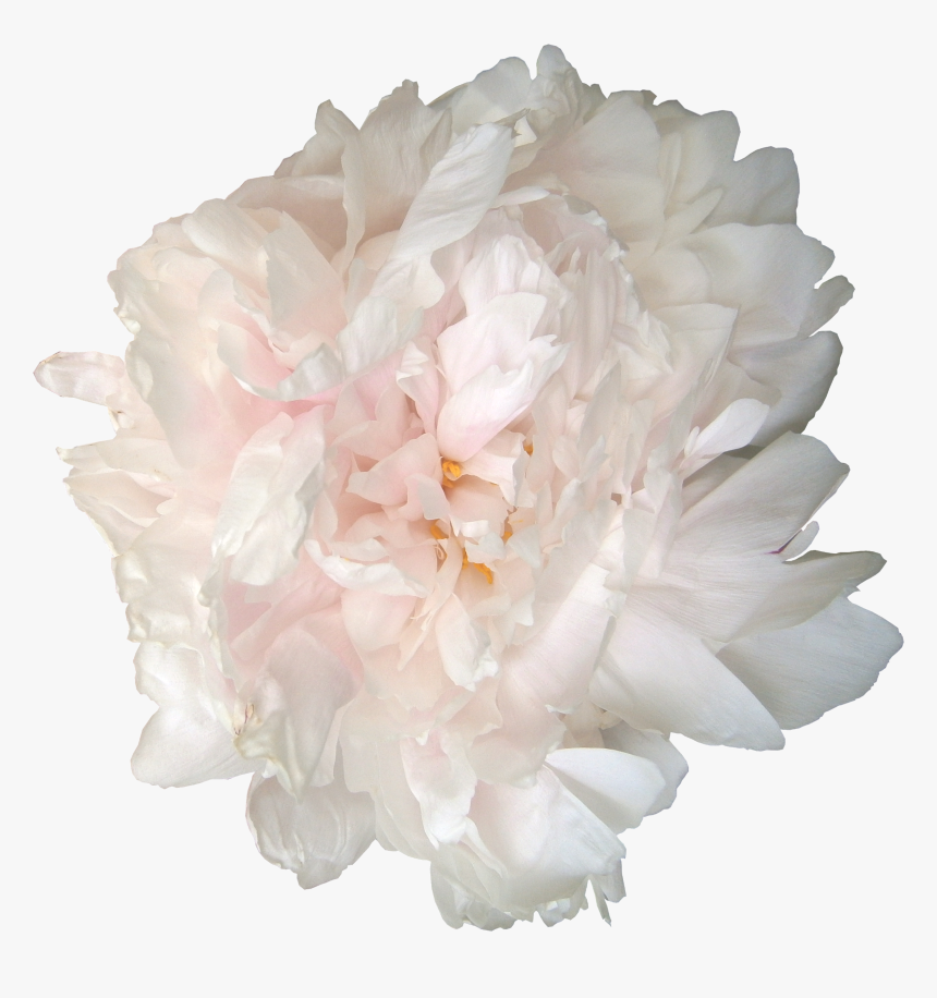 Roses And Peonies - Png Flowers White Peonies, Transparent Png, Free Download