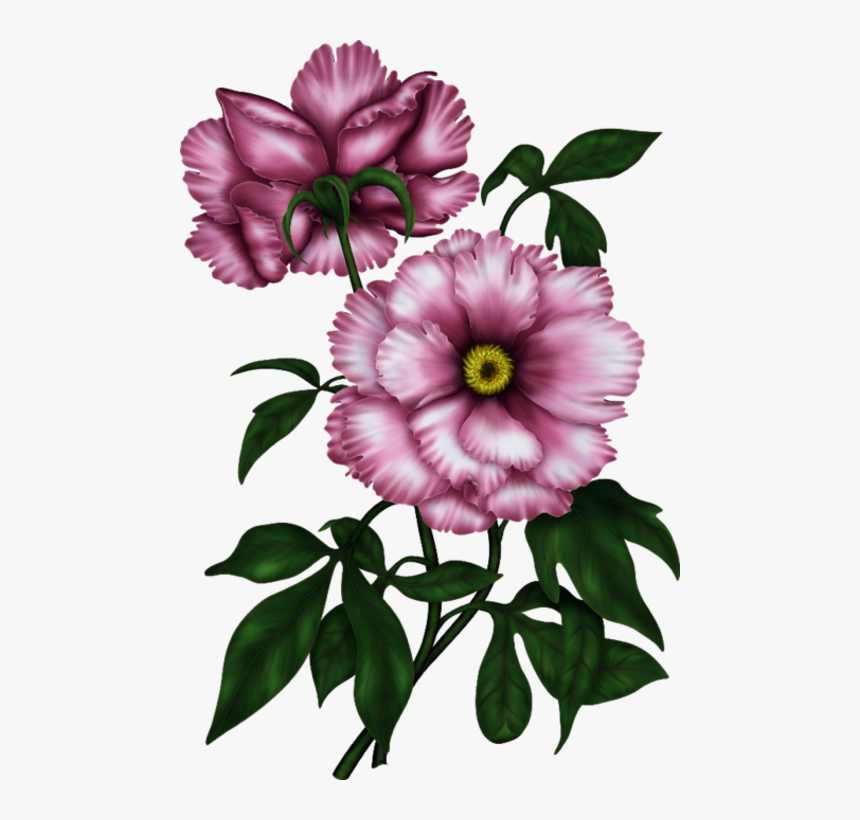 Lisianthus, HD Png Download, Free Download