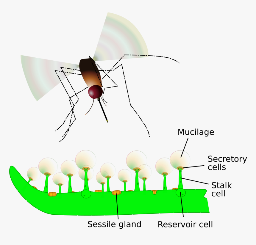 Pinguicula Trap, HD Png Download, Free Download