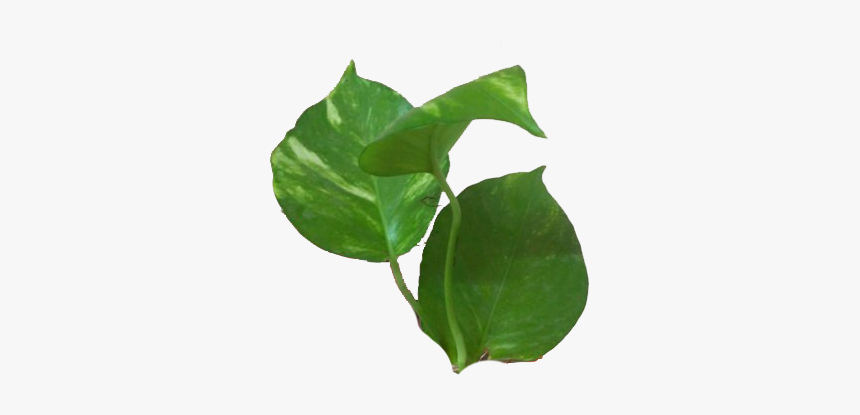 Money Plant Leaves - Tulip Poplar, HD Png Download, Free Download