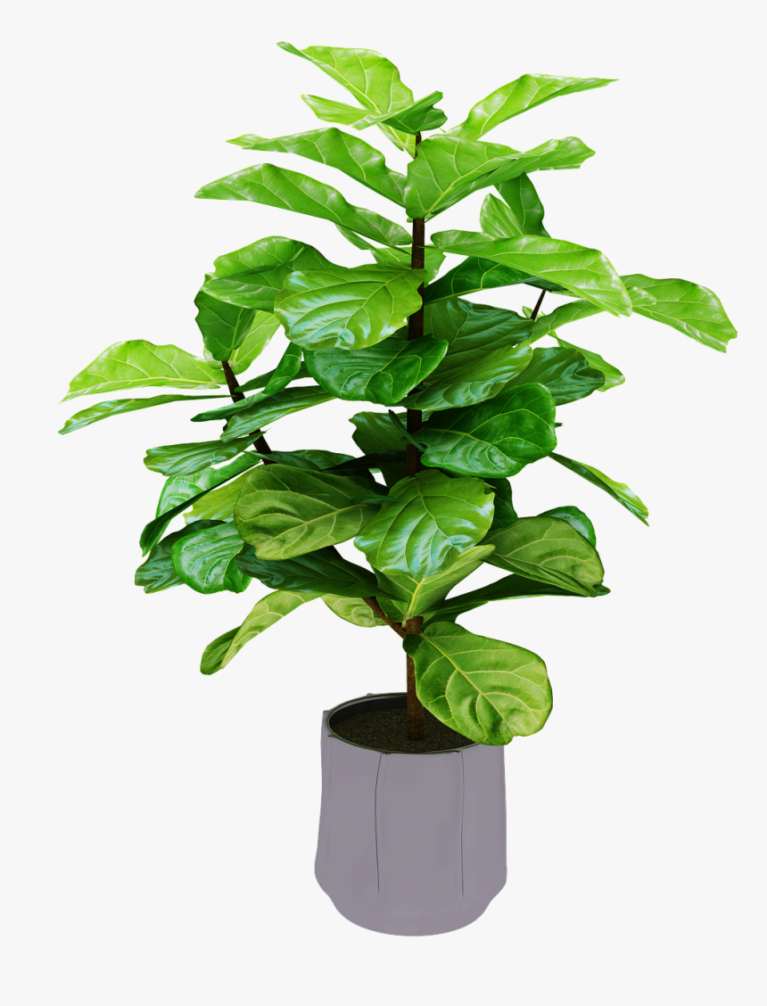 Money Tree Png, Transparent Png, Free Download